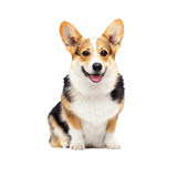 Animaux